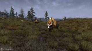 LOTRO - Fallows 03 copia